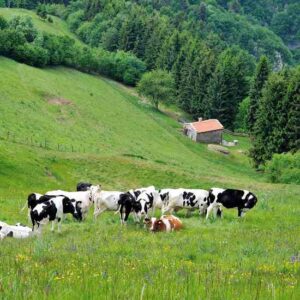 Build Healthy Soil Through Regenerative Grazing Image